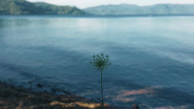 A white flower quietly blooming along the shores of Lake Toya
