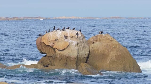 A group of seabirds perched on large rocky outcrops surrounded by ocean waves off the coast of Baiona, Spain.