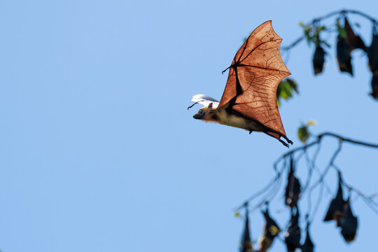 Bat in flight against clear blue sky, wings fully extended with visible vein structure, captured in dynamic head-on flight, texture and anatomy, capturing motion, wildlife behavior, wing structure