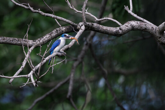 Collared Kingfisher, Todiramphus chloris, perching on tree branch in forest park, greenish-blue crown and upperparts with white collar, lives in habitats near lake or pond, fish prey in bird mount