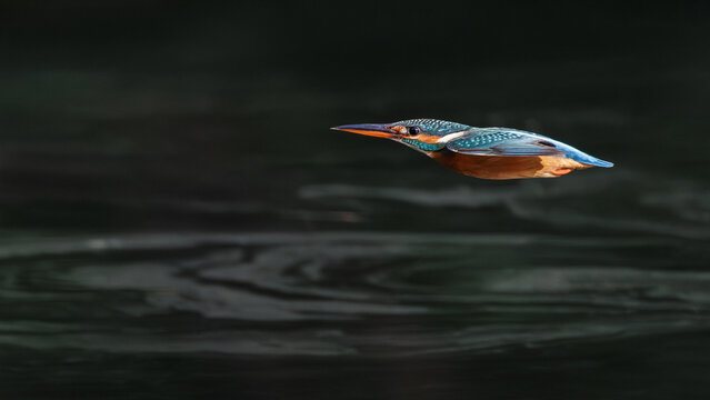 Common kingfisher skims across calm water in soft morning light, its reflection shimmering below, tiny hunter flies low over forest pond in quiet tropical wetland scene, bird habitat, bird in flight