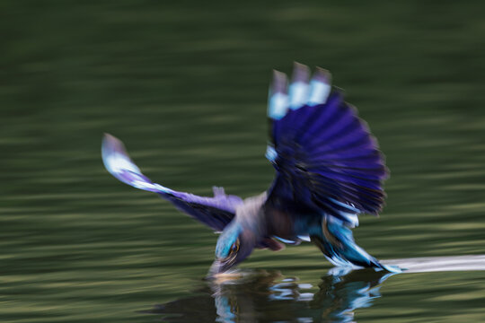 Indochinese Roller, Coracias affinis, catching prey in water in park, brightly colored bird with various shades of blue on wings, tails, and belly, slow shutter speed for dynamic movement