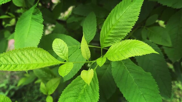 Static close up of fresh green serrated leaves showing detailed veins and vibrant new growth in a lush natural setting