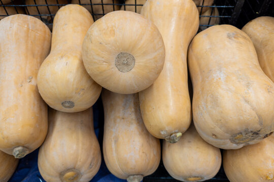 Butternut squash displaying smooth skin and bulbous shape. Ideal for seasonal recipes, fall decorations, or a healthy ingredient