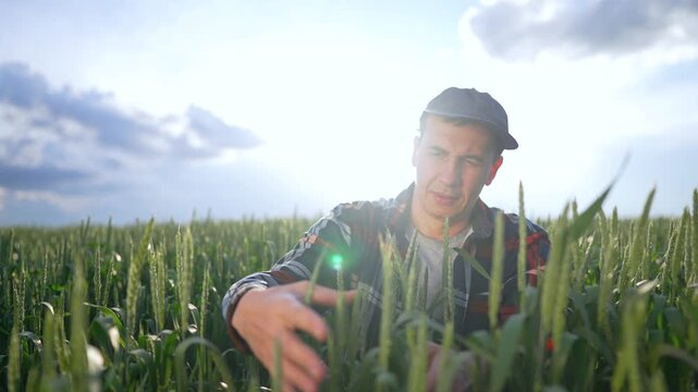Focused farmer inspecting green wheat crop in agricultural field. Man in cap touches wheat ears checking growth quality. Farmer examines crop under cloudy sky at sunset. Agriculture work concept
