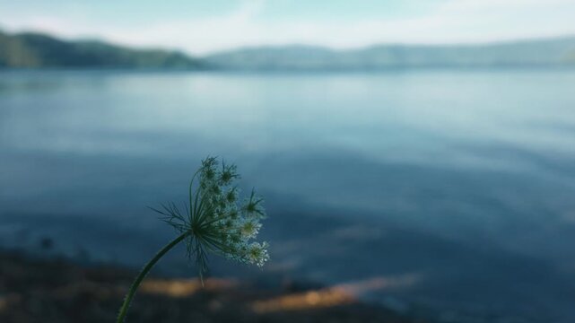 A white flower quietly blooming along the shores of Lake Toya
