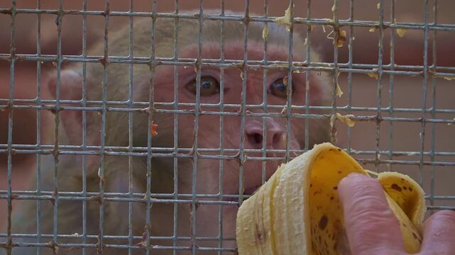 A curious monkey reaches toward a piece of banana offered through a wire fence, eagerly taking the fruit from a visitor's hand.