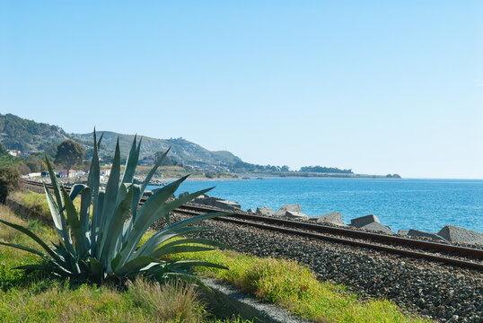 Pianta di agave selvatica lungo la ferrovia sul Mar Ionio a Palizzi