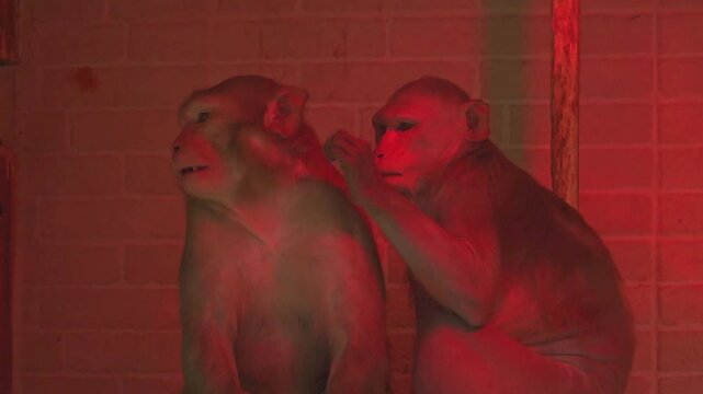 A monkey remains inside a confined research room surrounded by metal fencing and artificial structures, illustrating the restricted environment of captive primates used in experimental settings.