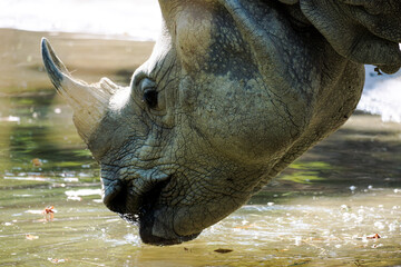 Detailed side portrait of a rhinoceros lowering its head to drink from water, highlighting its horn, textured skin, and powerful facial features in a zoo setting. © Duro Mesiar