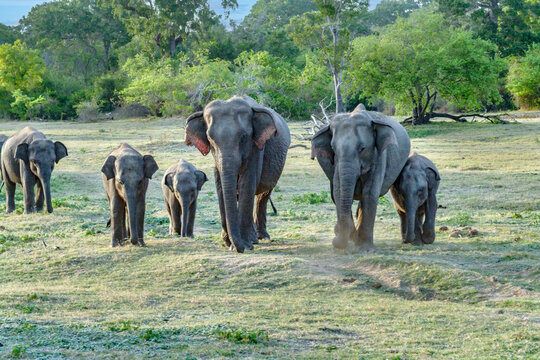 wild elefants in the jungle