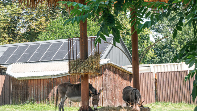 Two donkeys standing under straw thatched roof umbrella canopy eating hay in zoo paddock