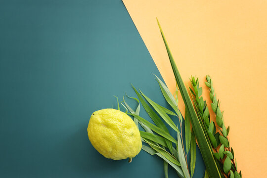 Jewish festival of Sukkot. Traditional symbols (The four species): Etrog (citron), lulav (palm branch), hadas (myrtle), arava (willow)