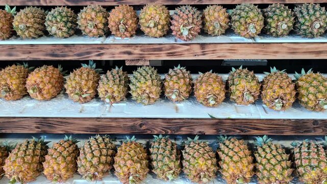 Rows of harvested Azores pineapples arranged after collection showcasing local tropical farming, food production and agricultural heritage on S&atilde;o Miguel Island