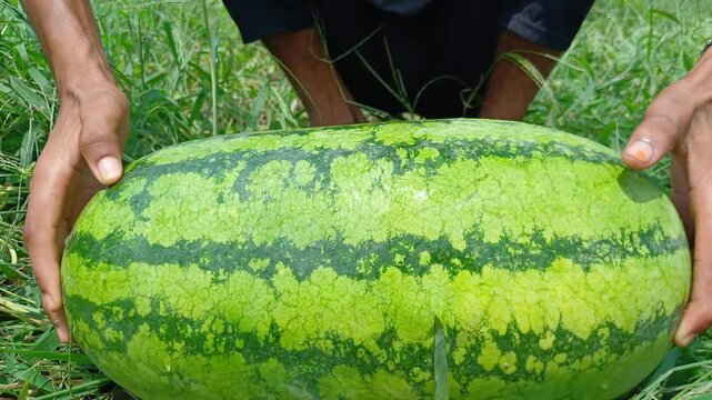 Farmer Thumping Watermelon With Fingers To Check Ripeness In Field Close Up Shot