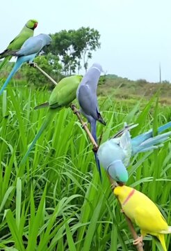 blue and yellow macaw ara ararauna