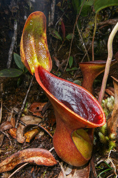 Close-up of a Nepenthes lowii pitcher, Low's pitcher plant, in montane rainforest on Mount Murud, Borneo