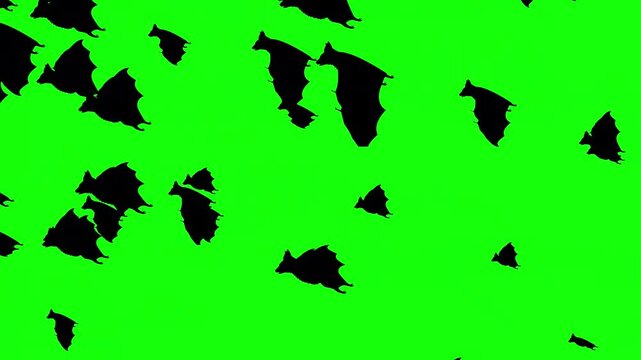 Halloween bats flying on green screen.