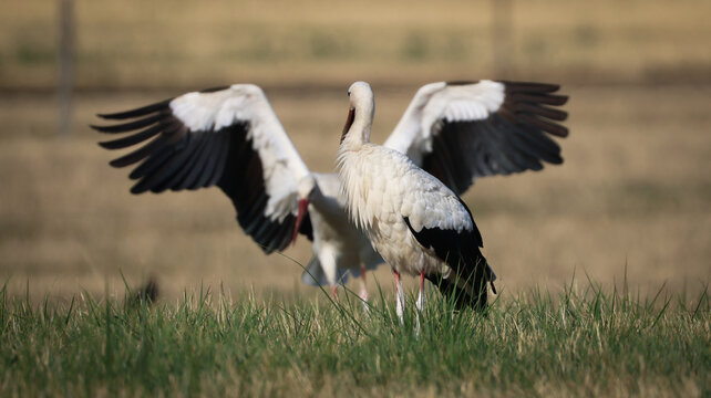 Versonnex, Auvergne-Rhone-Alpes, France - 14 August 2026: View of two white storks in a grassy field, one spreading its large black and white wings during migration.