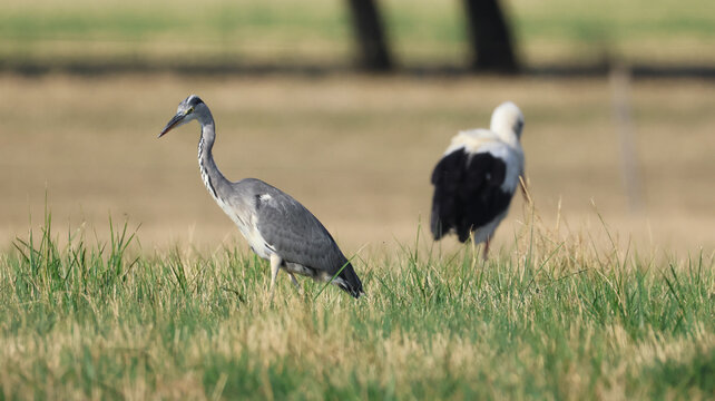Versonnex, Auvergne-Rhone-Alpes, France - 14 August 2026: View of a grey heron standing in a grassy field with a white stork in the background during the migration season.
