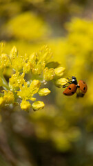Macro close-up of a red ladybug taking off from blooming yellow sedum flowers in sunny garden with warm golden bokeh background in summer daylight.  © Gotting