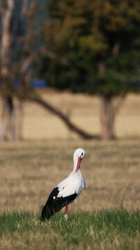 Versonnex, Auvergne-Rhone-Alpes, France - 14 August 2026: View of a white stork standing in a grassy field during its migration, with soft natural light and blurred trees in the background.