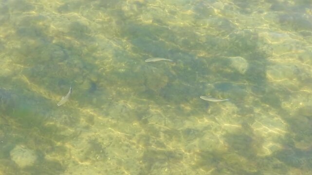 A group of small fish swim in clear, shallow water above a rocky and sandy seabed in O Grove, Spain. The natural marine environment is peaceful and undisturbed, with no people present.