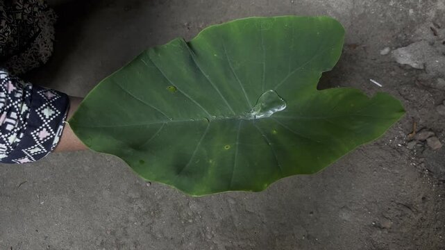 Water on the leaves of the kachu tree