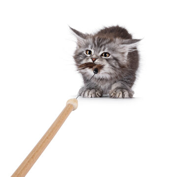 Adorable blue Maine Coon cat kitten, pulling hard on fur toy. Looking very concentrated to toy. Isolated on a white background.