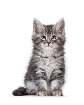 Adorable blue Maine Coon cat kitten, sitting up facing front. Looking towards camera. Isolated on a white background.