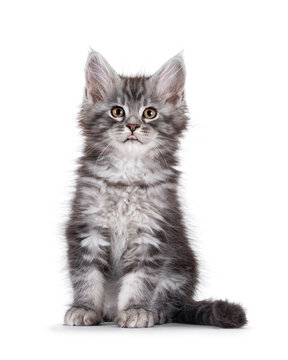 Adorable blue Maine Coon cat kitten, sitting up facing front and sticking out tongue. Looking straight to camera. Isolated on a white background.