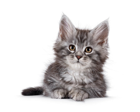 Adorable blue Maine Coon cat kitten, laying down facing front. Looking towards camera. Isolated on a white background.