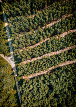 Drone Image Of A Pine Forest On Dartmoor