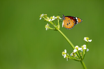 Plain Tiger butterfly (Danaus chrysippus) resting on white flowers against green background © Nit5
