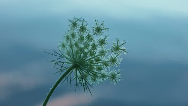 A white flower quietly blooming along the shores of Lake Toya
