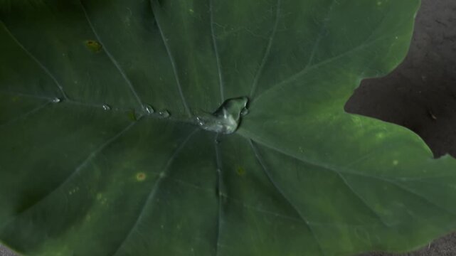 Water on the leaves of the kachu tree