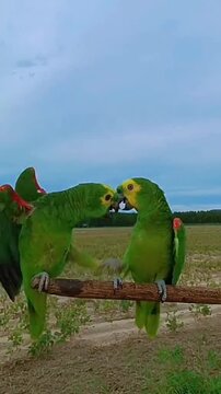 Two green parrots perched on wooden branch interacting and squawking outdoors
