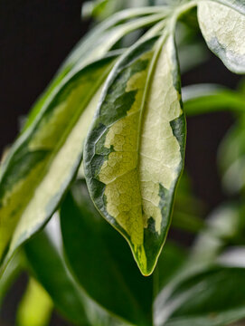 Close-up of a Variegated Schefflera Plant Leaf with Green and Cream Pa