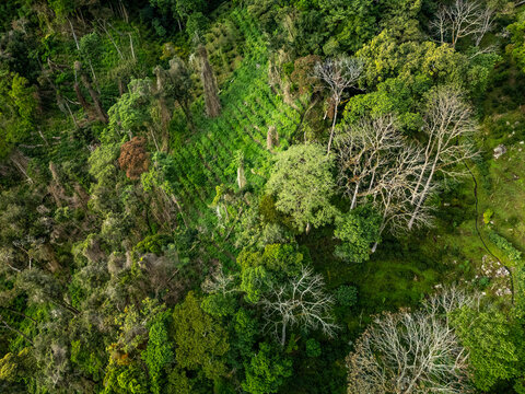 Aerial view displaying a vibrant coffee plantation with organized rows of coffee plants intertwining with dense rainforest vegetation and mature trees in Boquete, Panama - stock photo