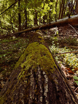 Fallen Log Covered in Vibrant Green Moss in Woodland Forest Landscape