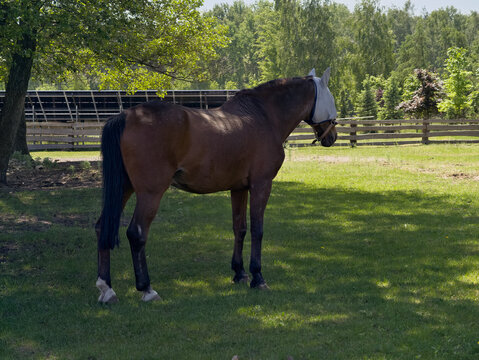 Bay Horse with Fly Mask Standing in Shaded Green Pasture Next to Woode