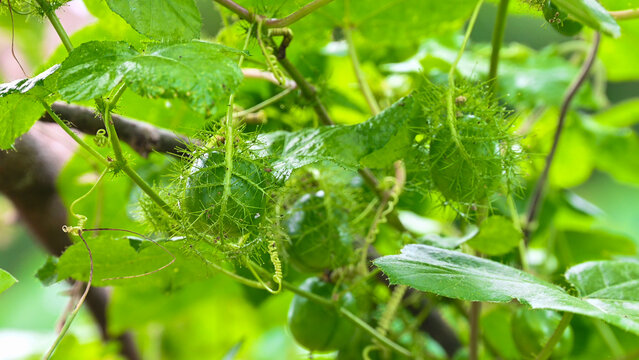 Macro shot of green Rambusa fruit. Rambusa is often referred to as a small passion fruit or by the scientific name Passiflora foetida