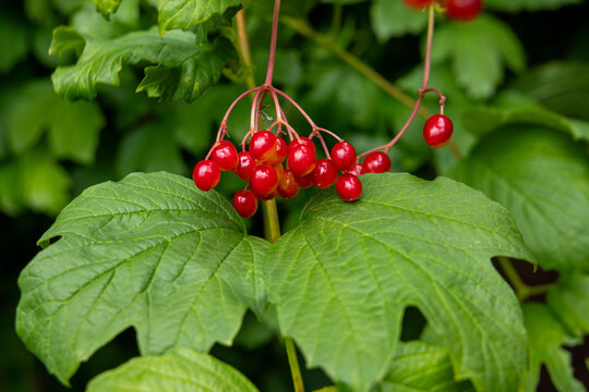 Red viburnum opulus berries hanging on branch with green leaves in autumn garden. Guelder rose close up. Organic herbal medicine, natural remedy and autumnal botanical background.