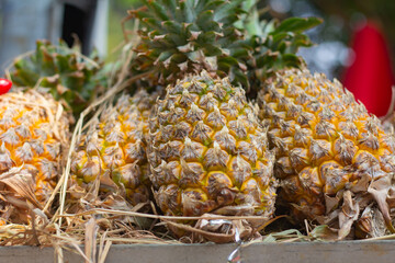 Group of ripe tropical pineapples displayed on straw bedding at an outdoor fruit stand. © edy waluyo