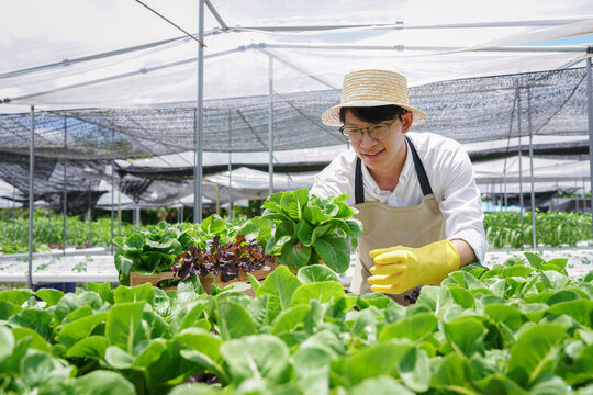 A man is working in a greenhouse, tending to the plants