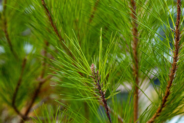 Closeup of young pine branch with vibrant green long needles and small developing shoots on blurred natural background. © Vlad Rakin