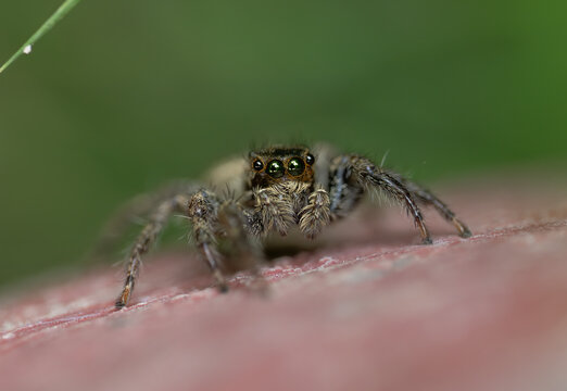 A very shallow depth of field cleanly isolates the face of the small arachnid, creating a soft green blur across the rest of its body and the background.