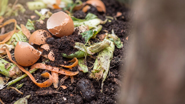 Kitchen compost with vegetable peels eggshells and coffee grounds in dark soil close up, home composting sustainability concept with copy space