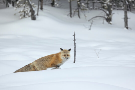 Red fox, Vulpes vulpes, in winter Gran Paradiso National Park in the Graian Alps, between the Aosta Valley and Piedmont regions of Italy in Europe