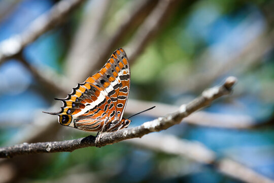 
Two-tailed pasha (Charaxes jasius) butterfly
